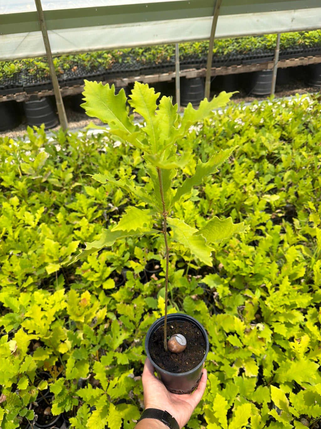 Bur Oak