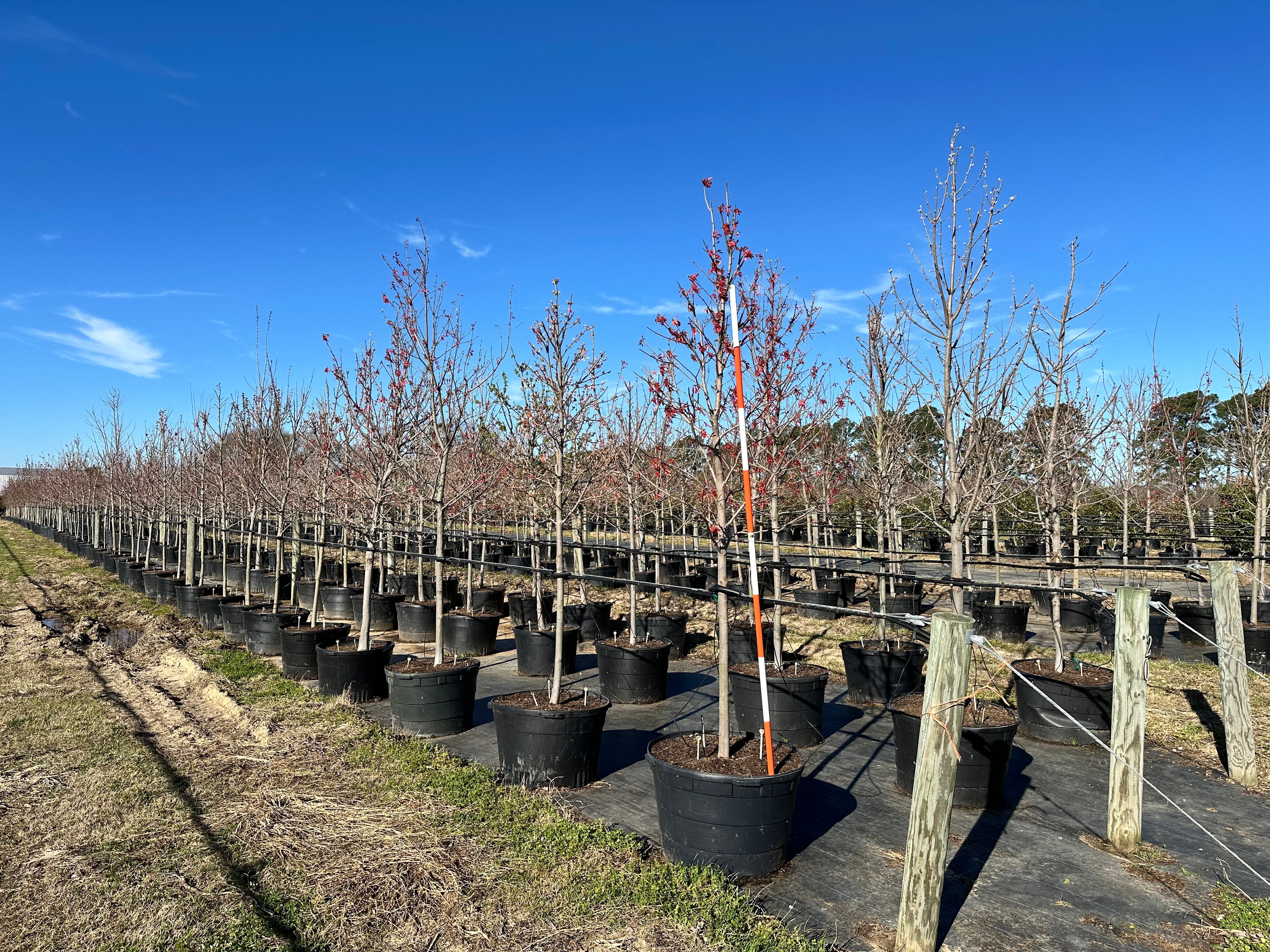 Drummond Red Maple