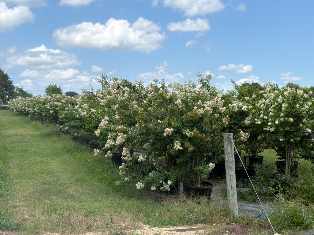 Natchez Crape Myrtle