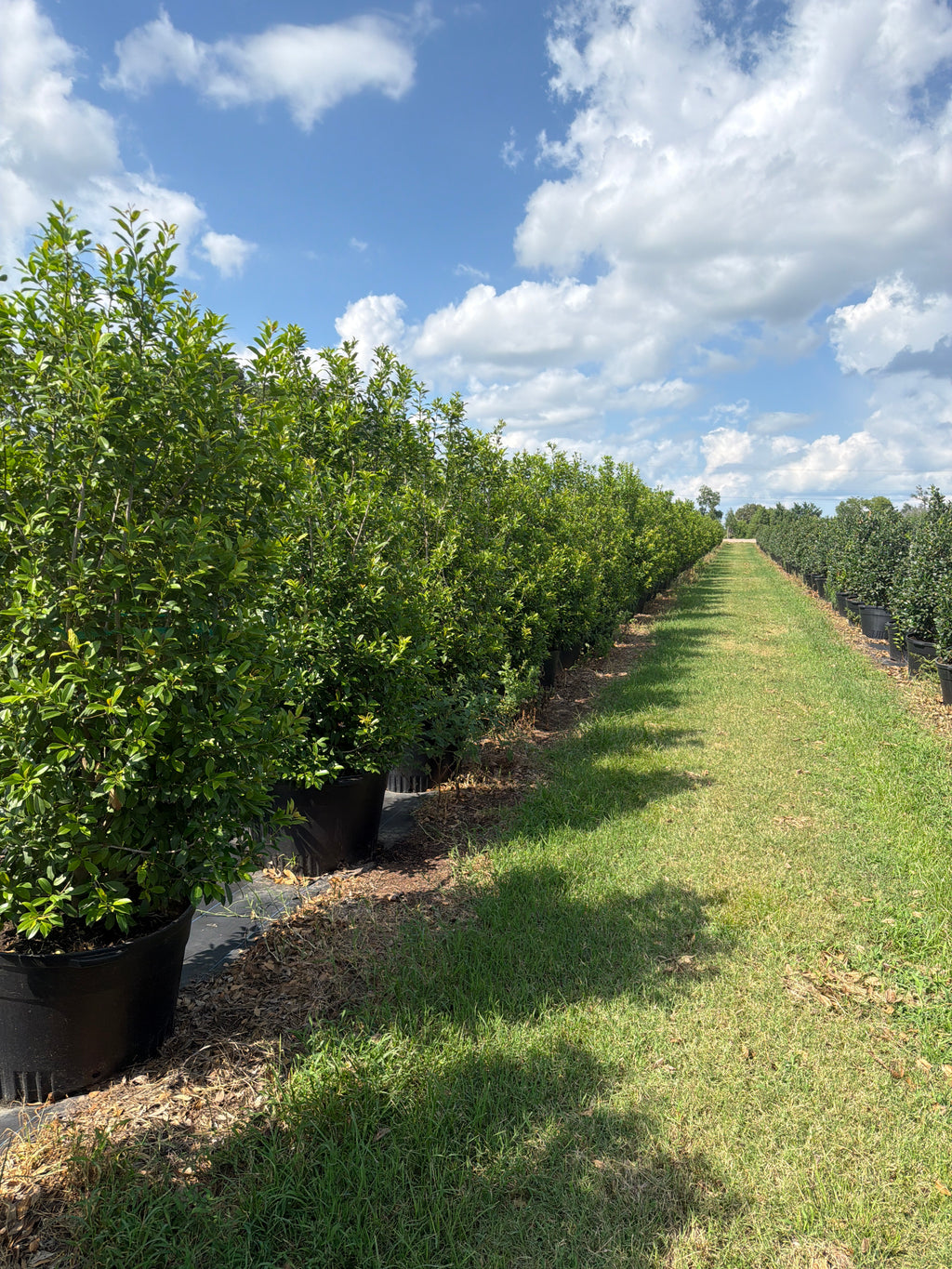 Eagleston Holly