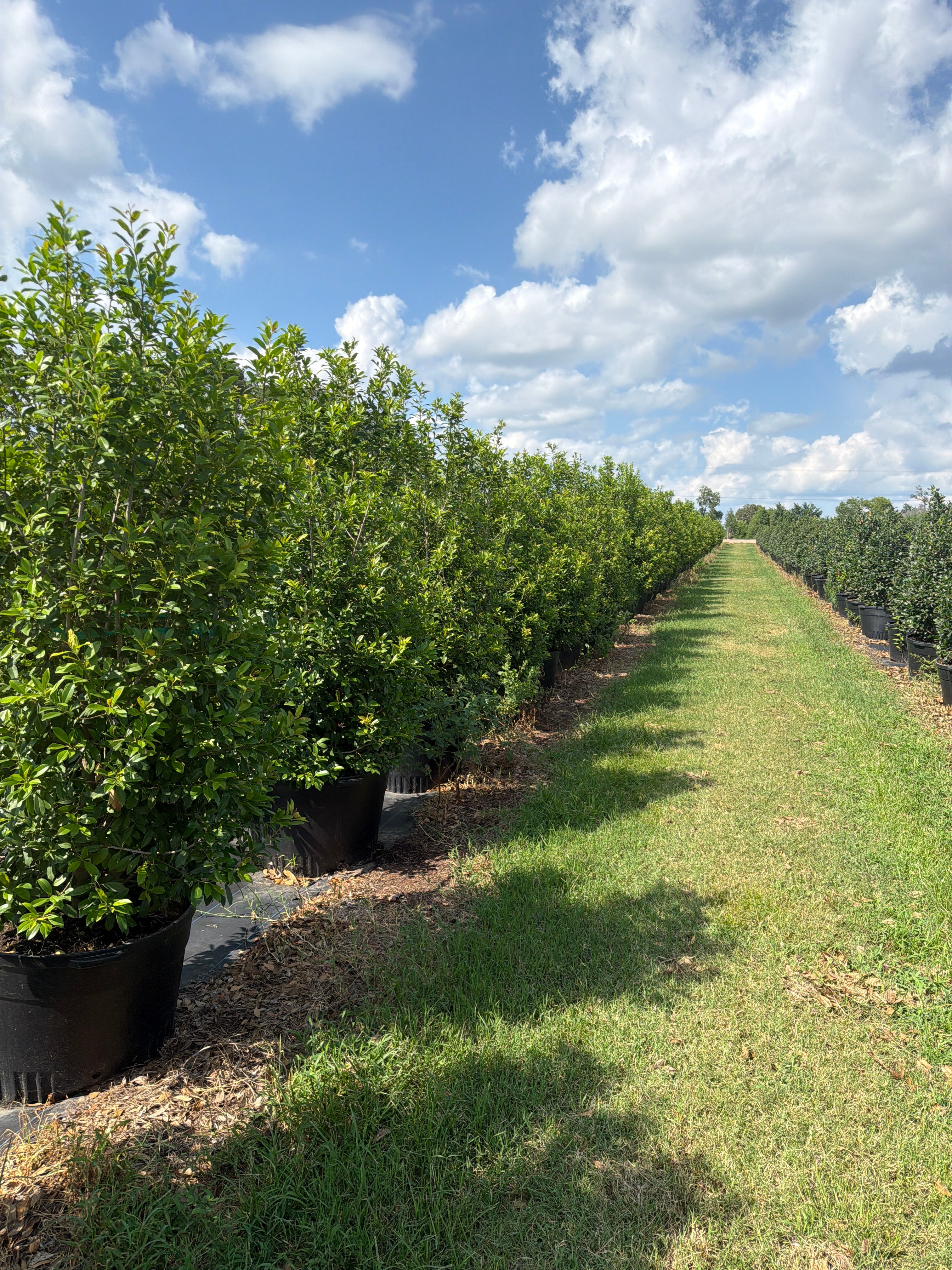 Eagleston Holly