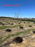 Hearts of Gold Redbud