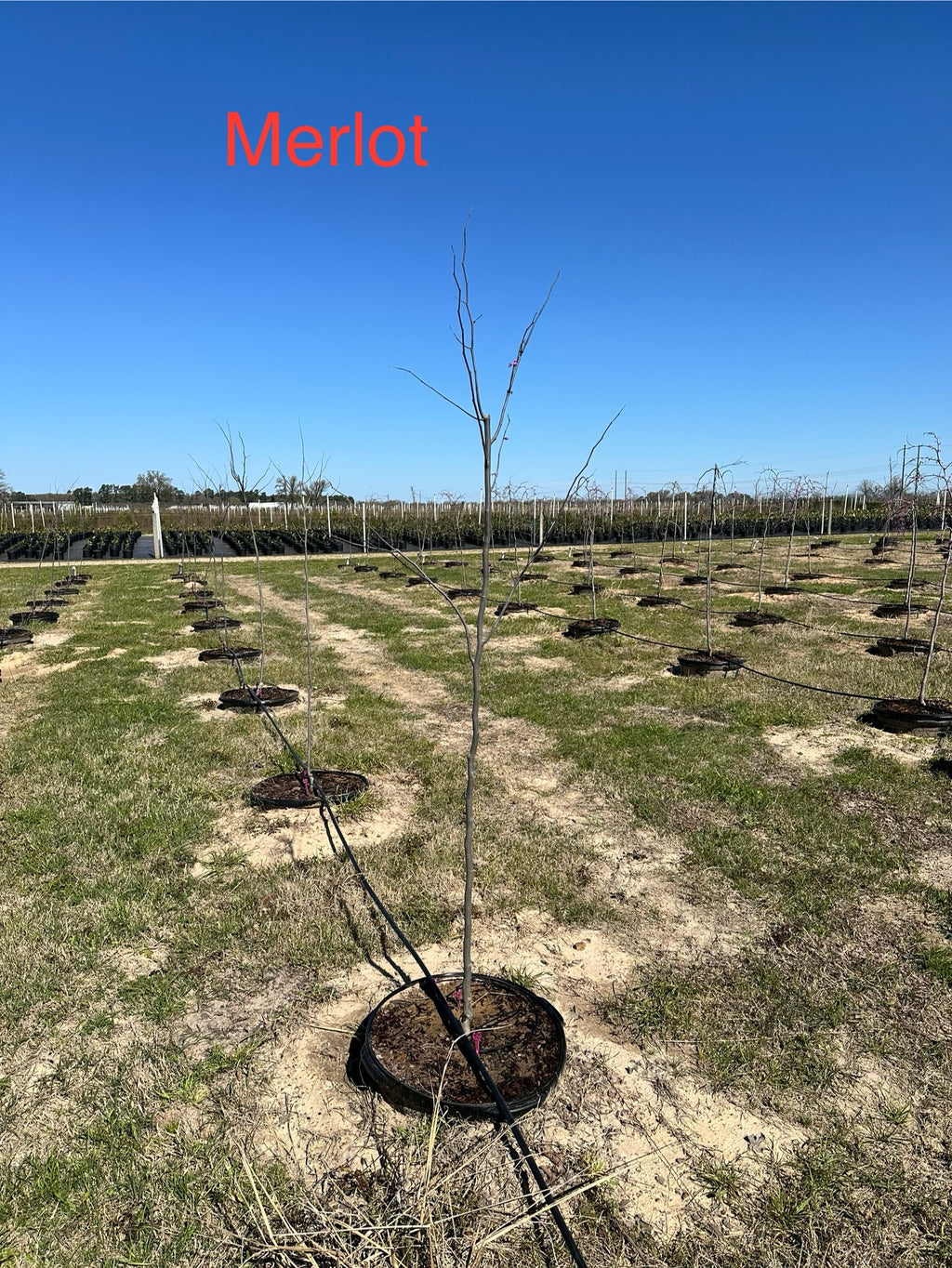 Merlot Redbud