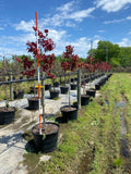 Flamethrower Redbud