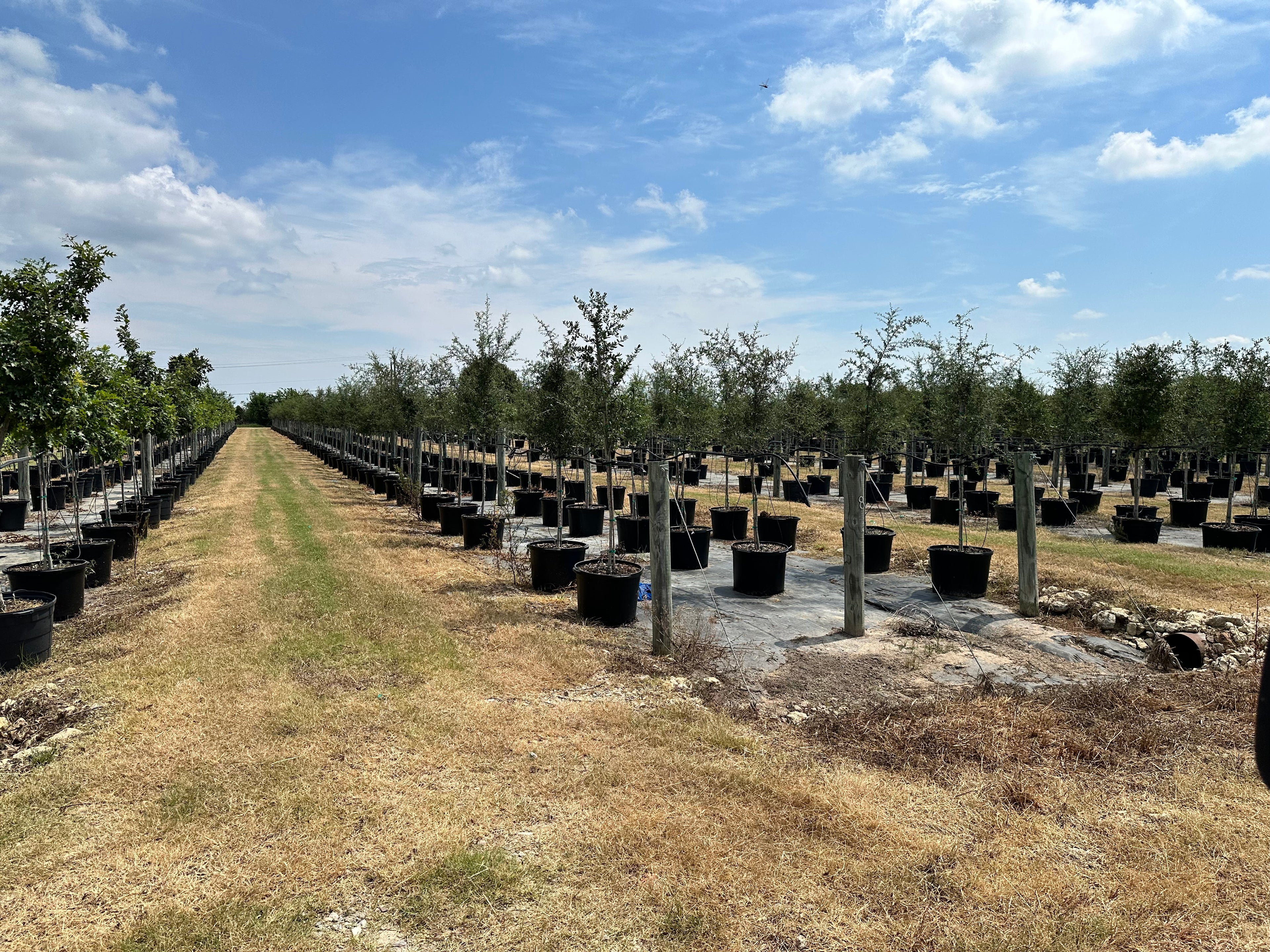 Live Oak