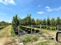 Frontier Elm