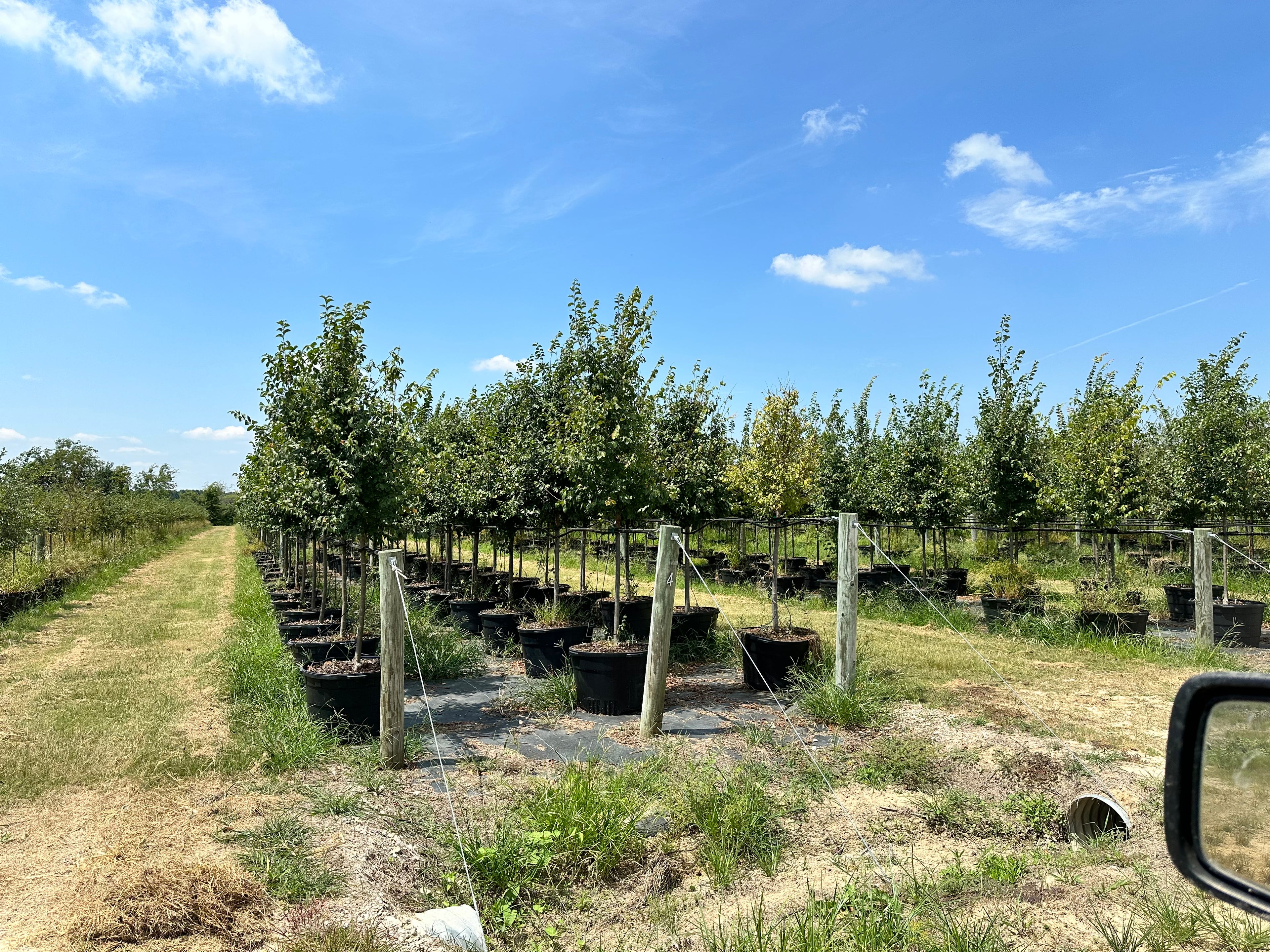 Frontier Elm