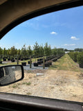 Monterrey Oak
