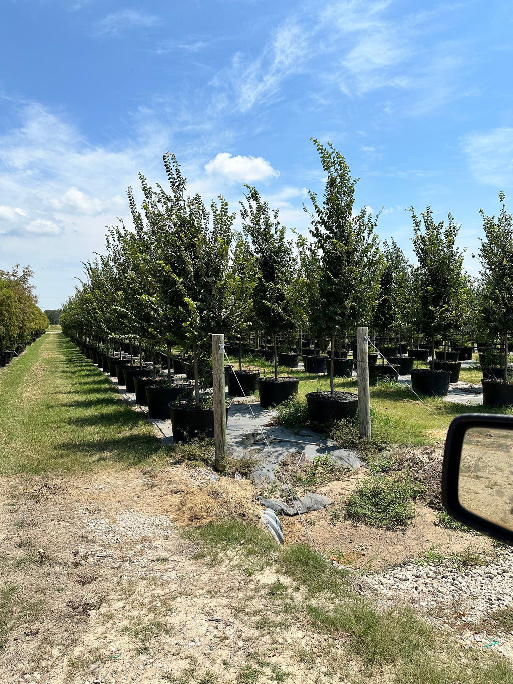 Frontier Elm