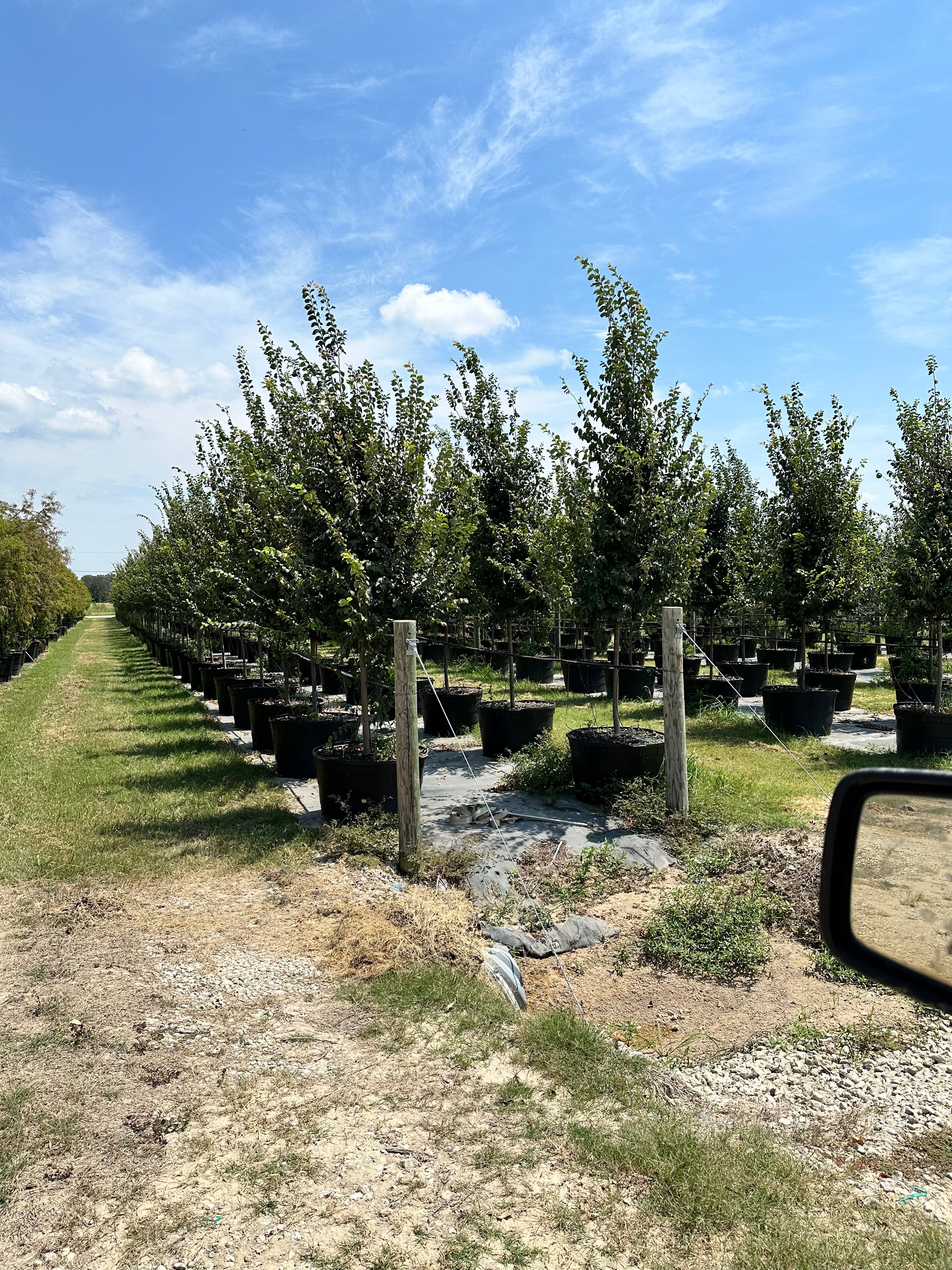 Frontier Elm