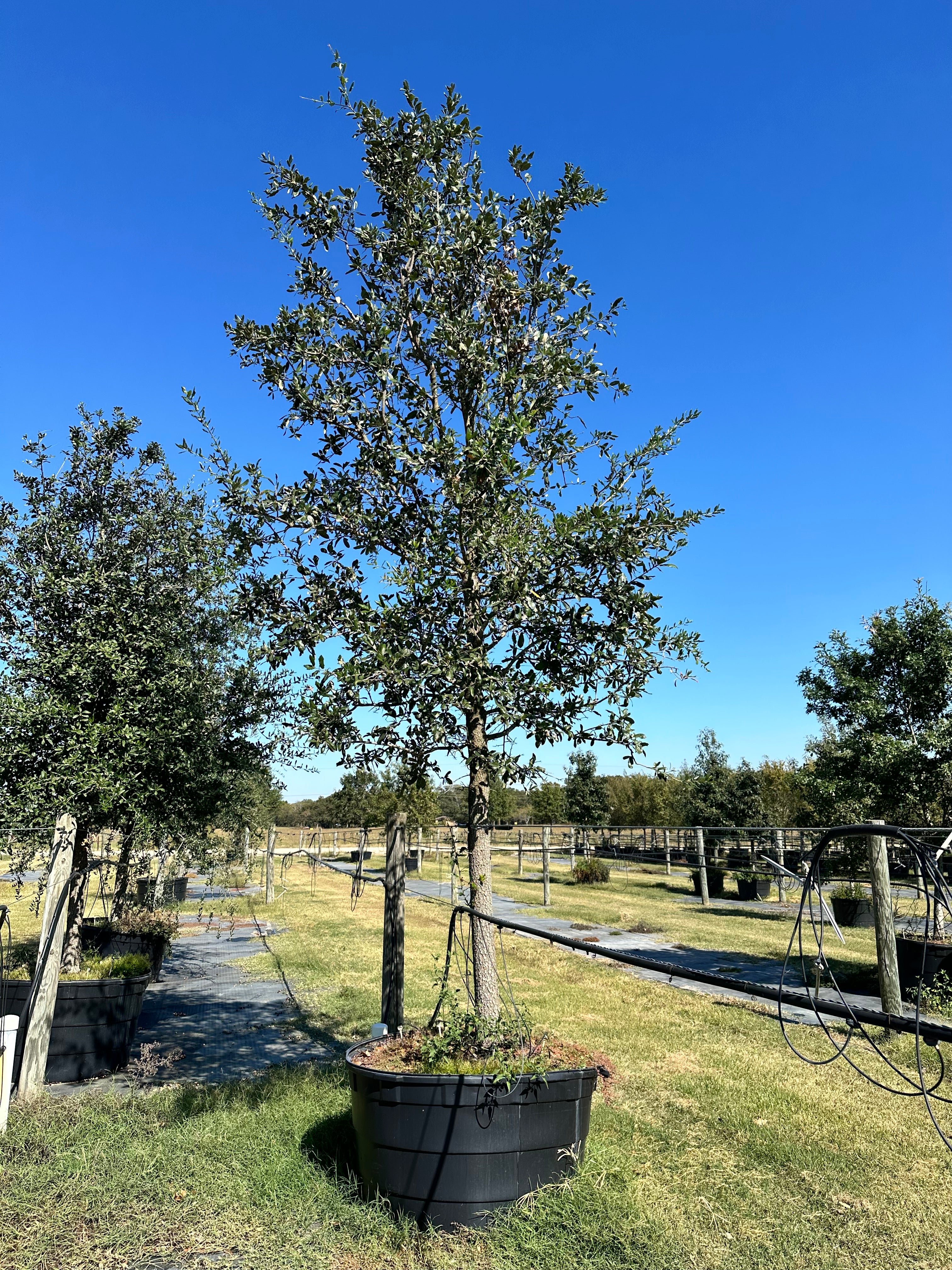 Live Oak