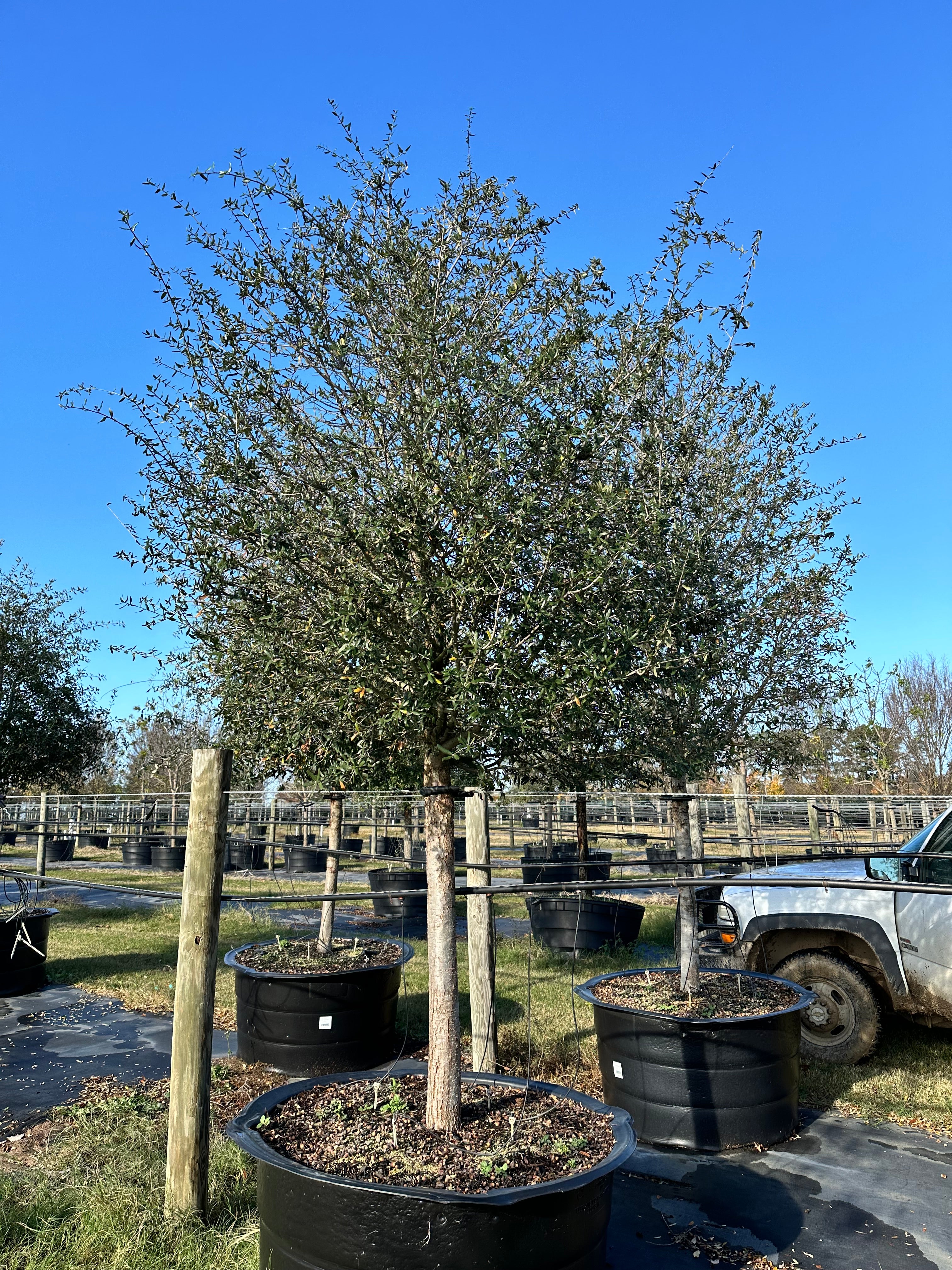 Live Oak