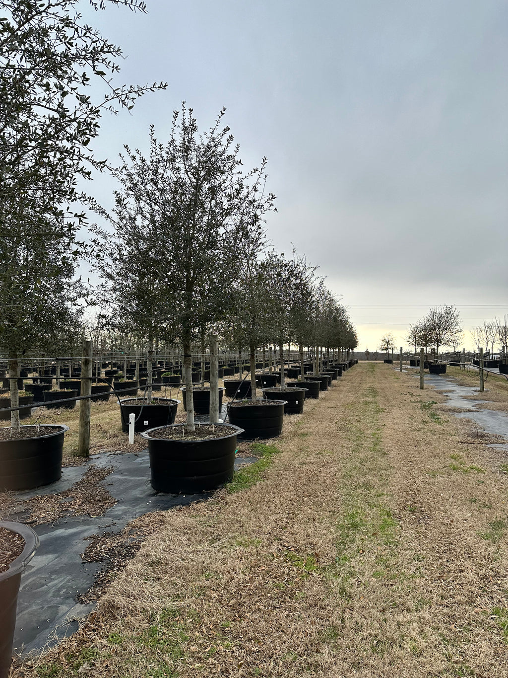 Live Oak