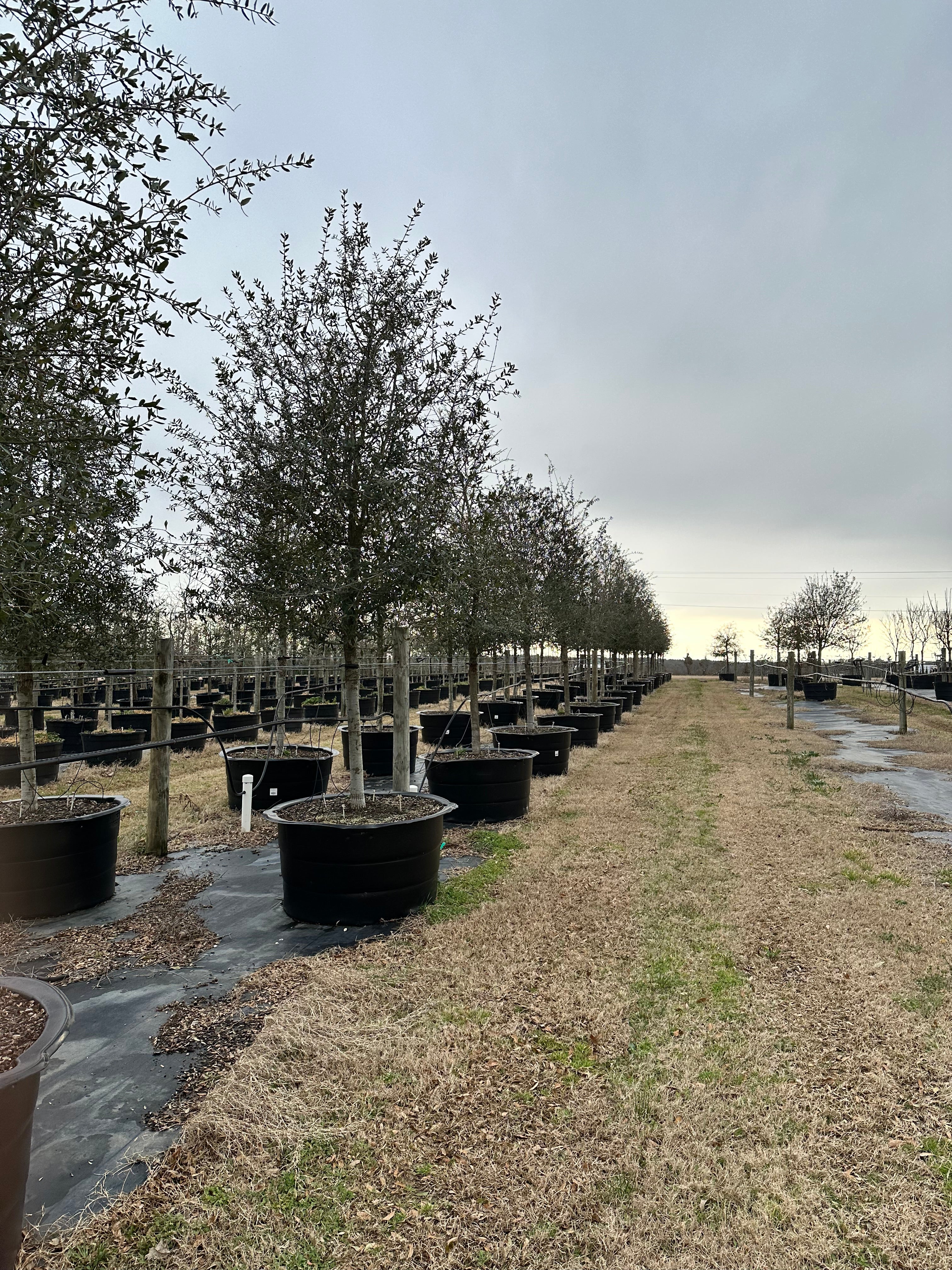 Live Oak