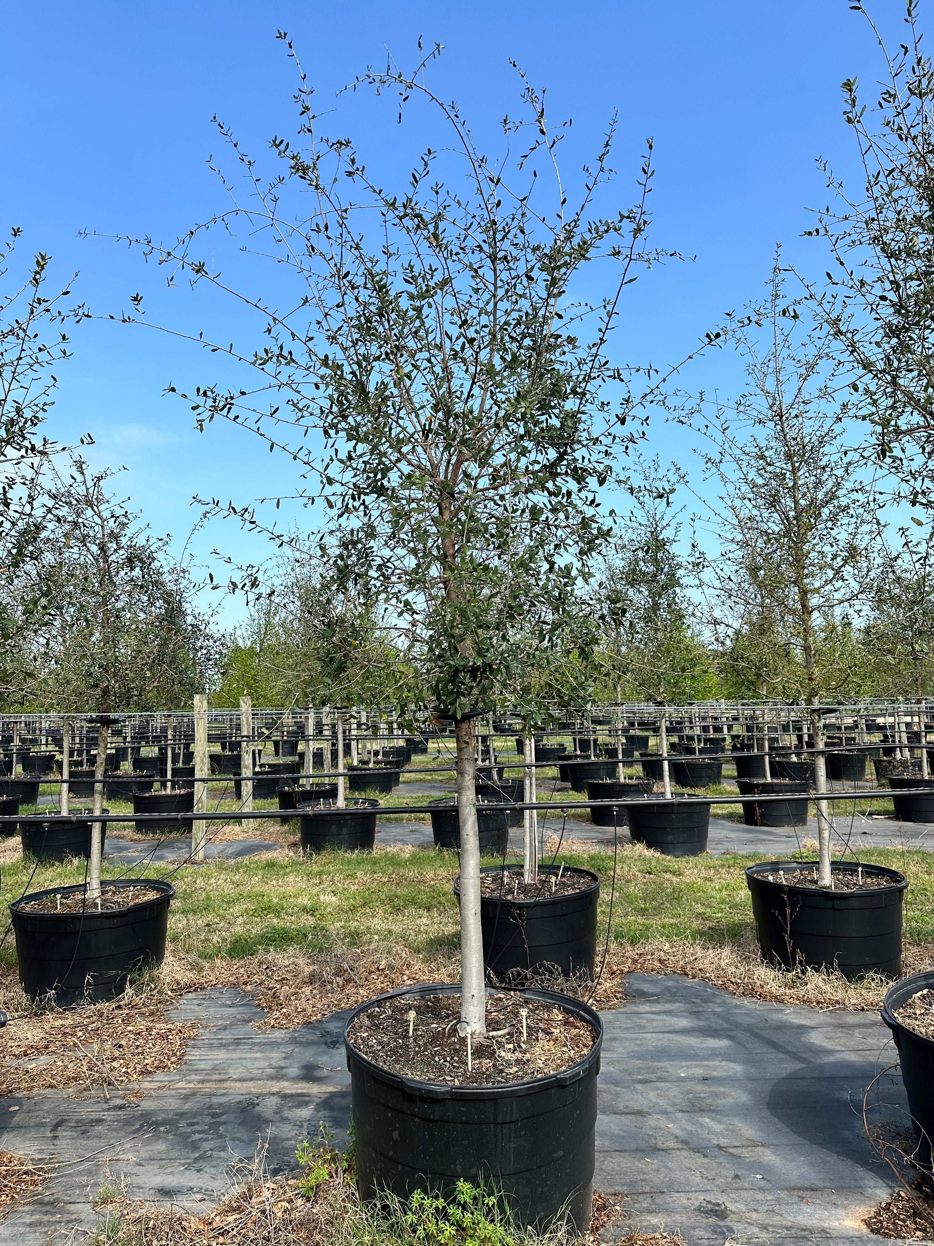 Live Oak