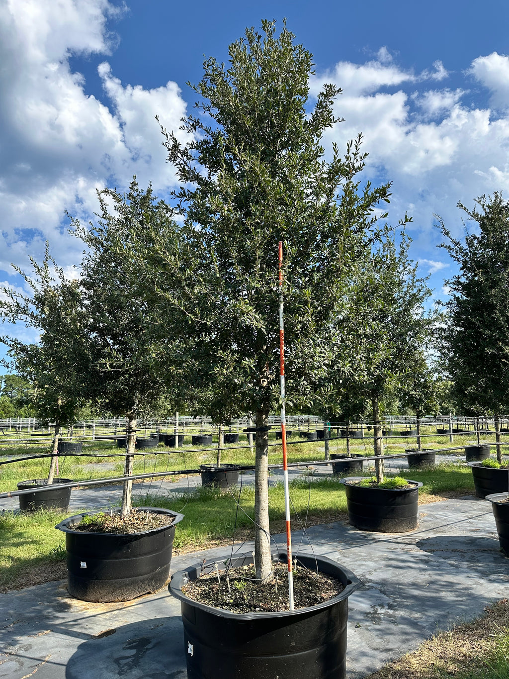 Live Oak