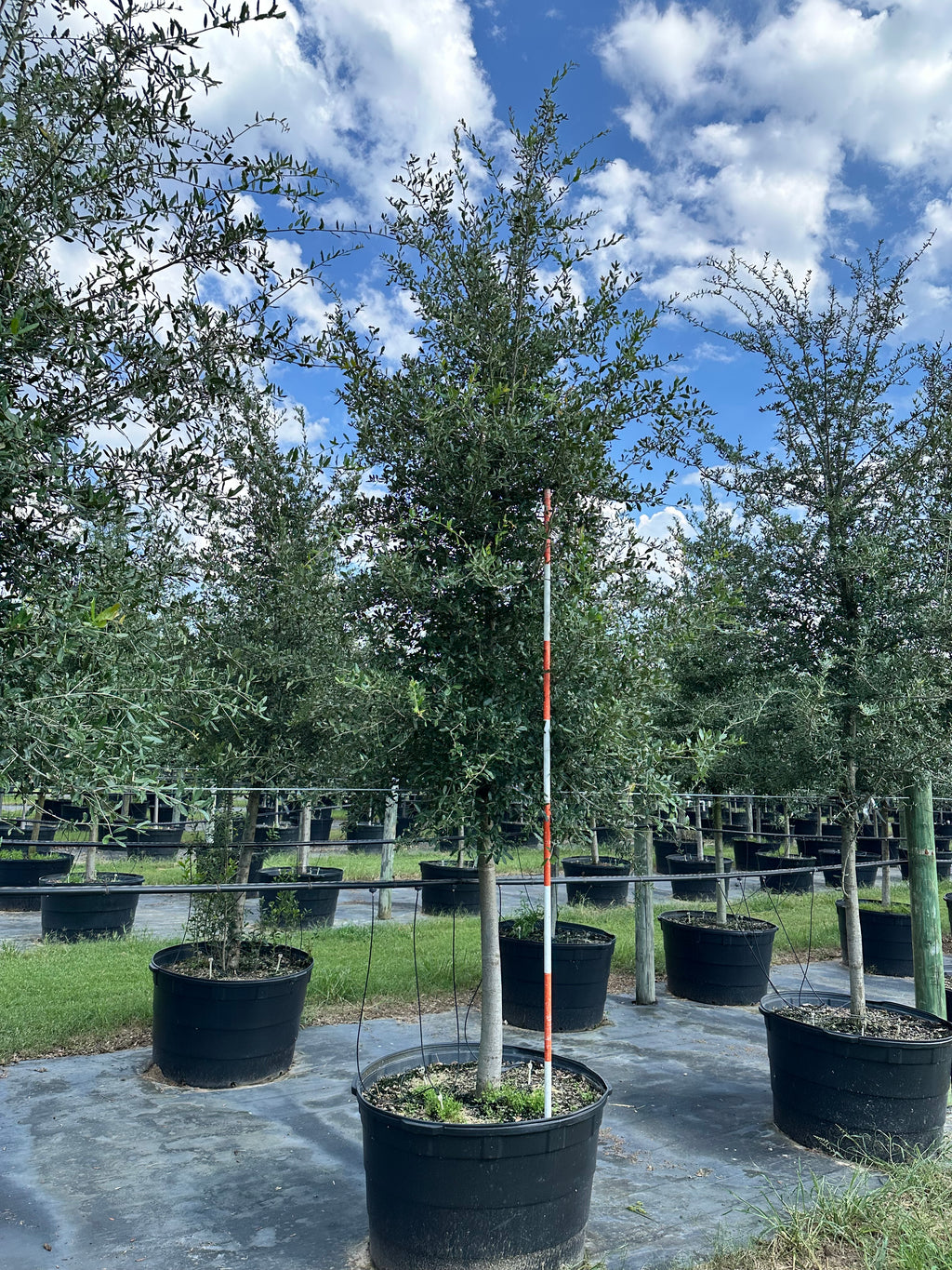 Live Oak