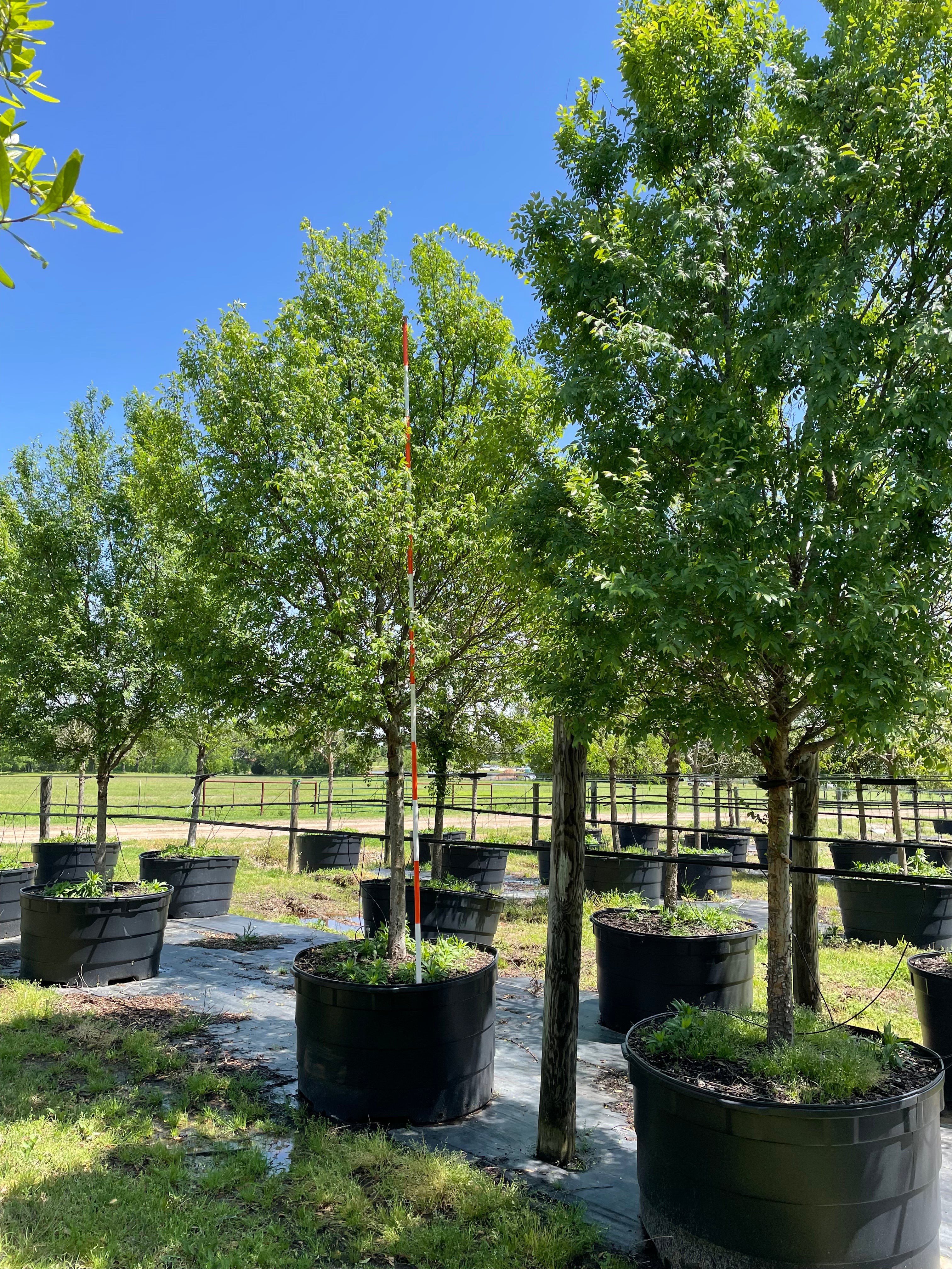 Allee Elm
