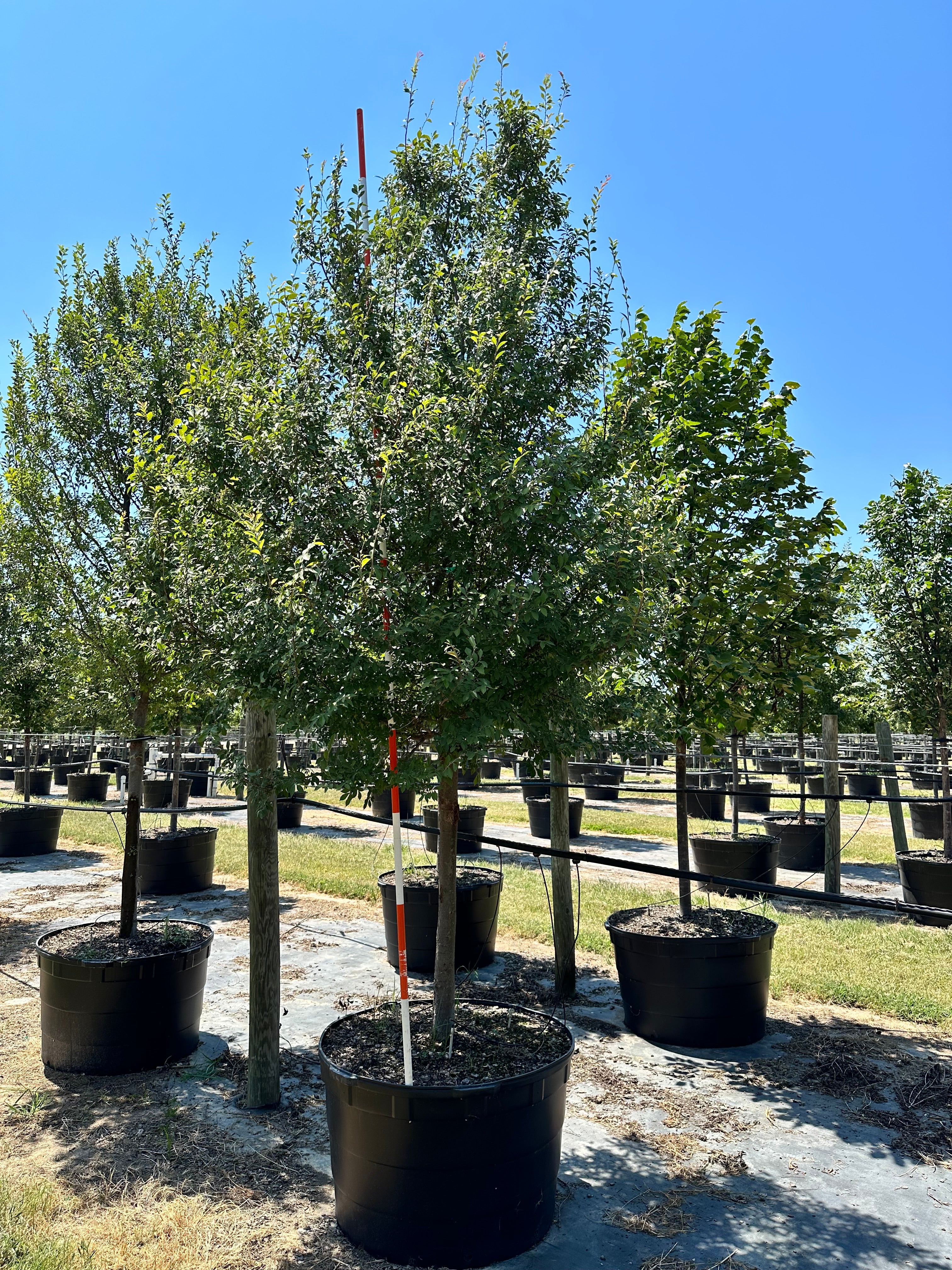Allee Elm