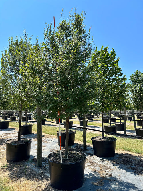 Allee Elm