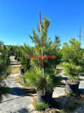 Loblolly Pine