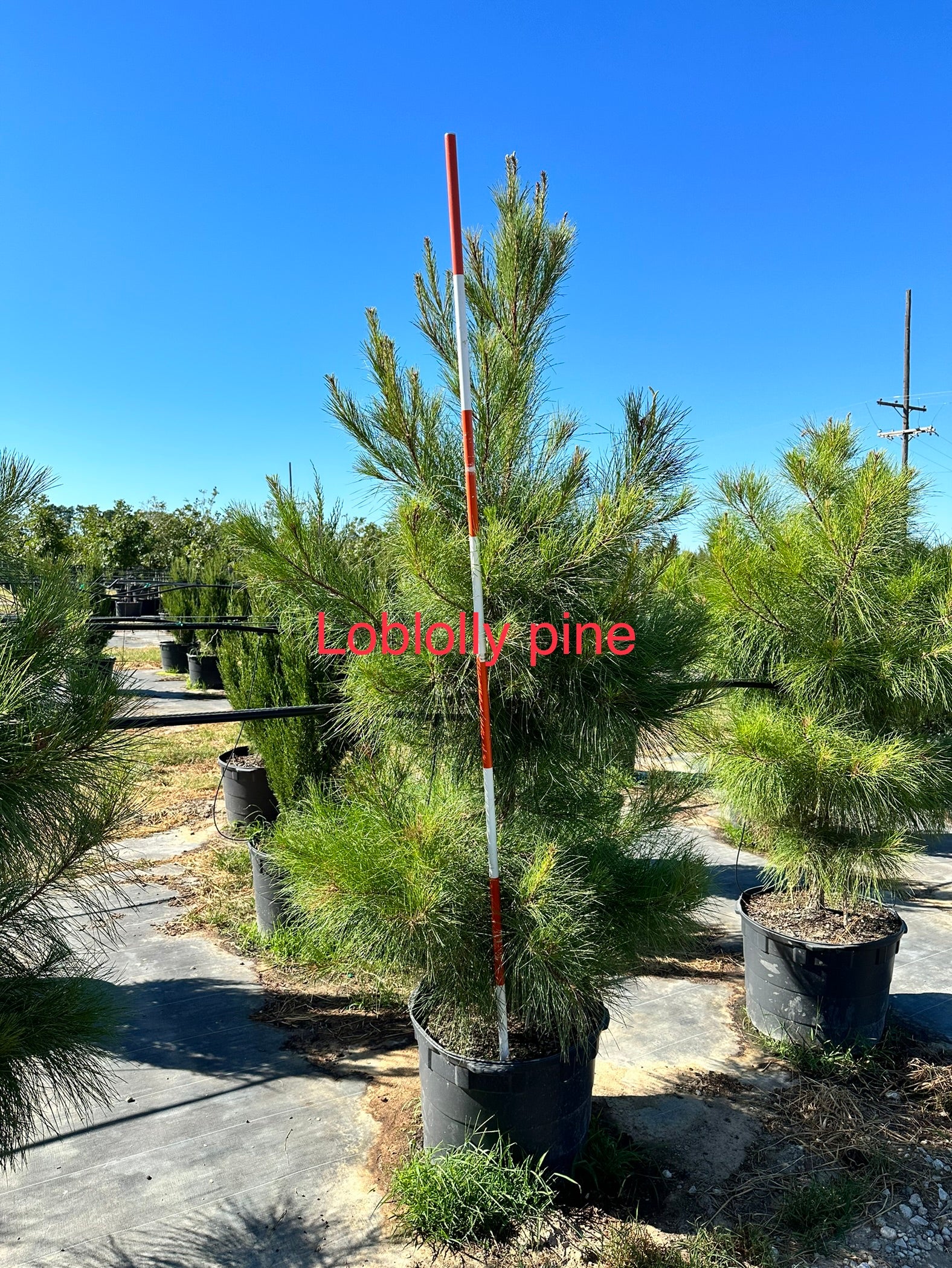Loblolly Pine