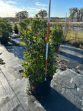 Nellie R Steven’s Holly