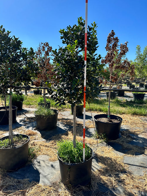 Nellie R Steven’s Holly