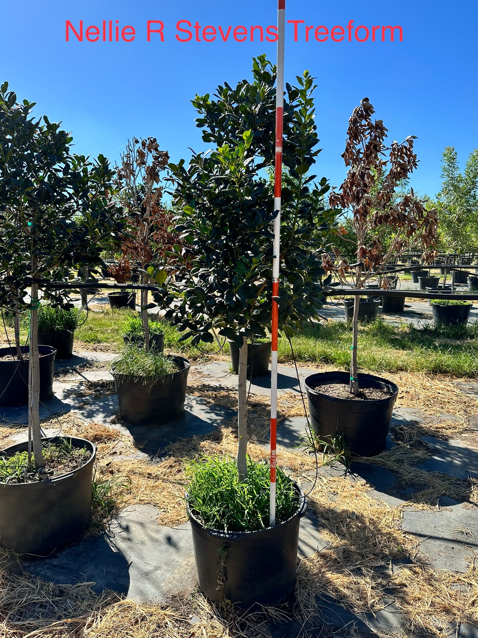 Nellie R Steven’s Holly