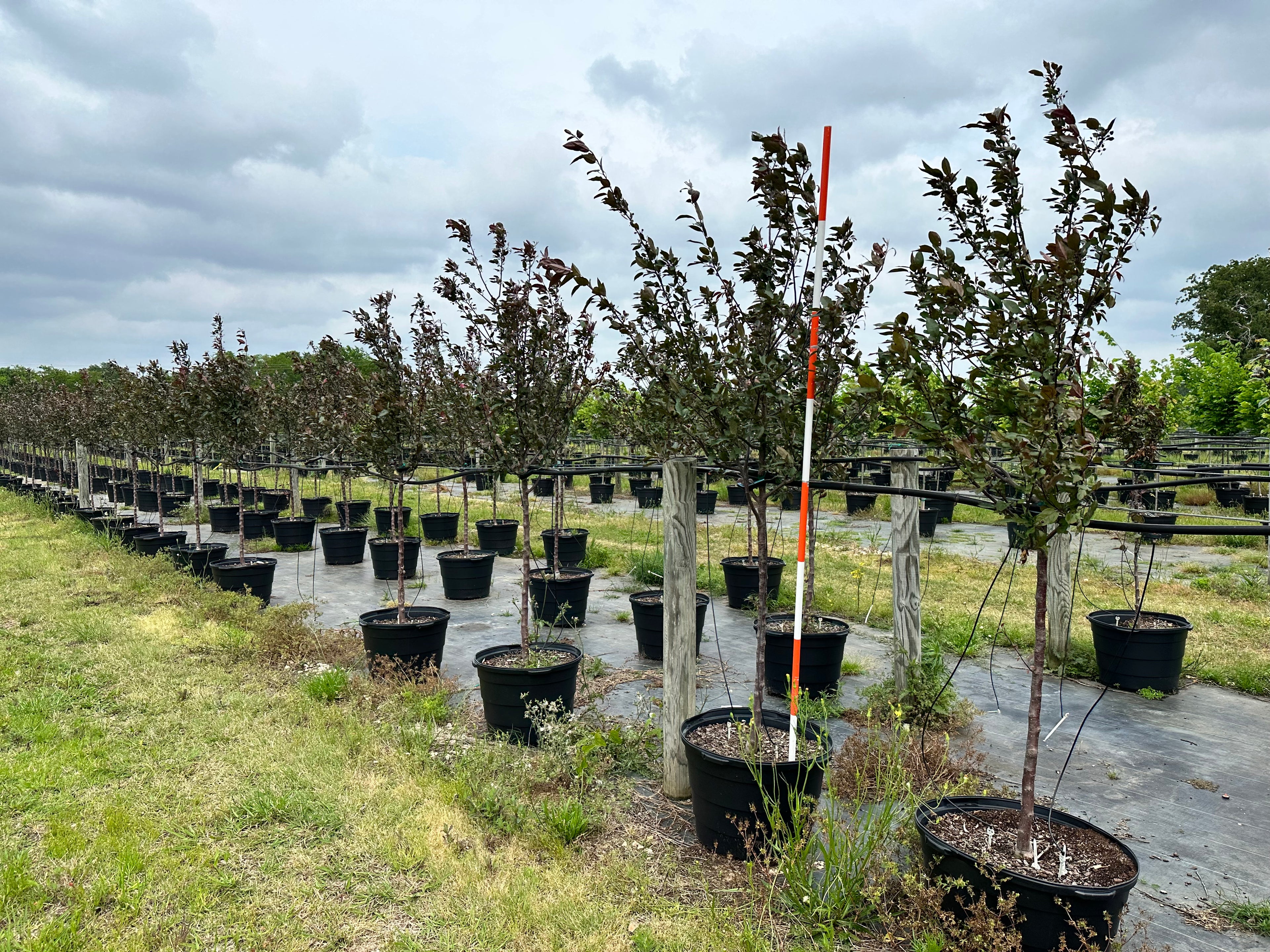Robinson Crabapple