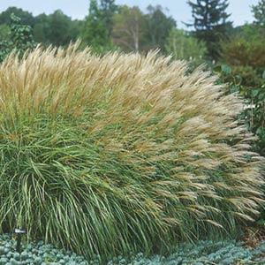 Adagio Grass