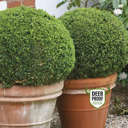 Sprinter Boxwood