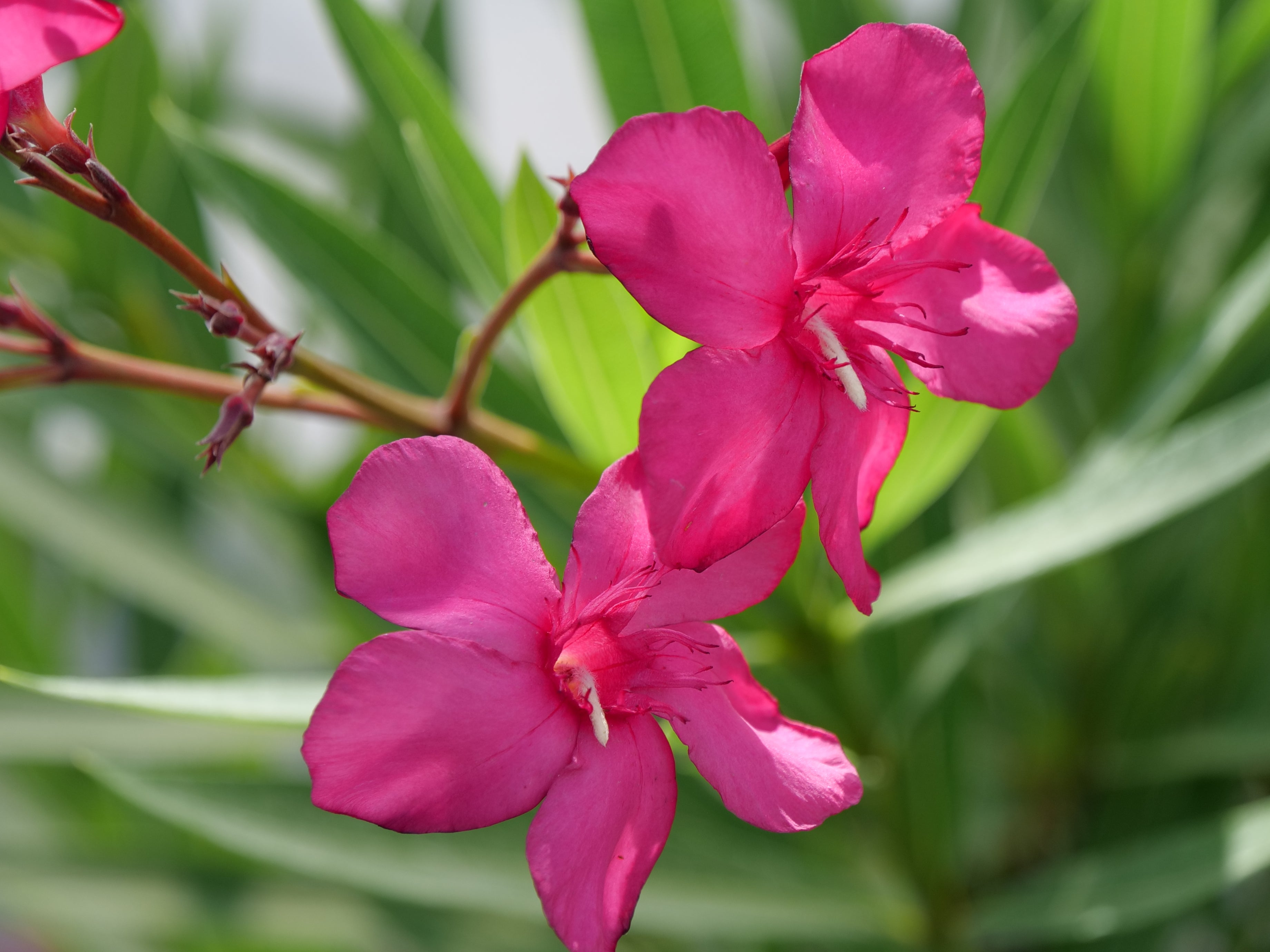 Austin Pretty Limits Oleander
