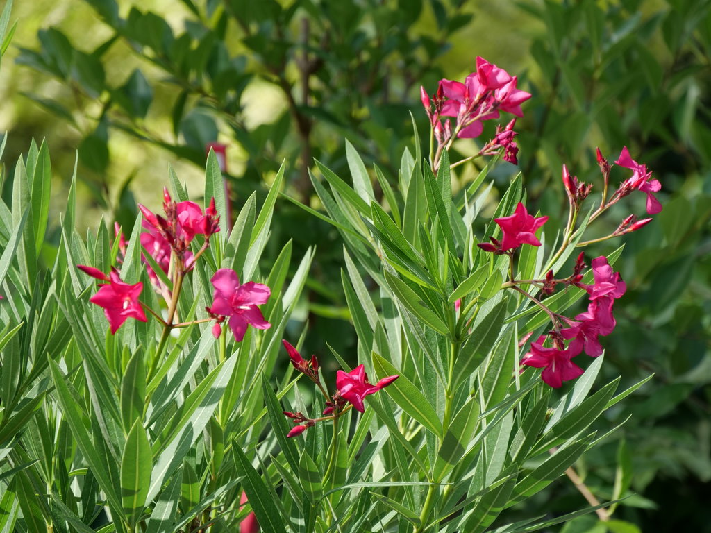 Austin Pretty Limits Oleander