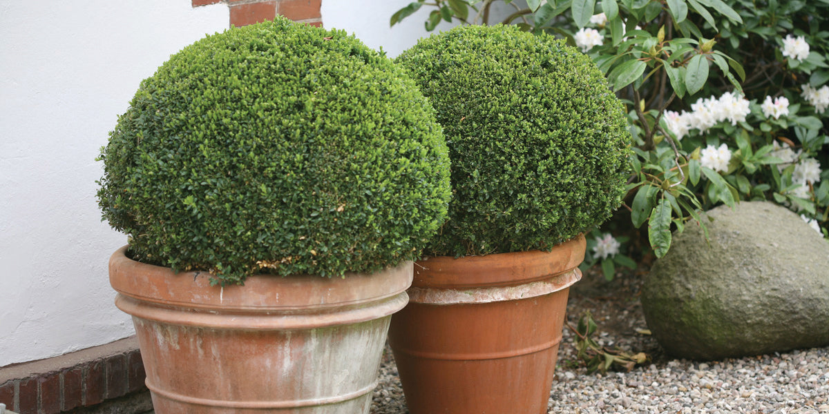 Sprinter Boxwood