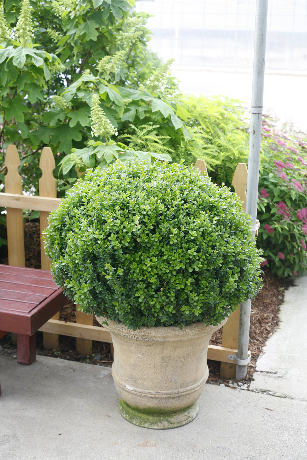 Sprinter Boxwood