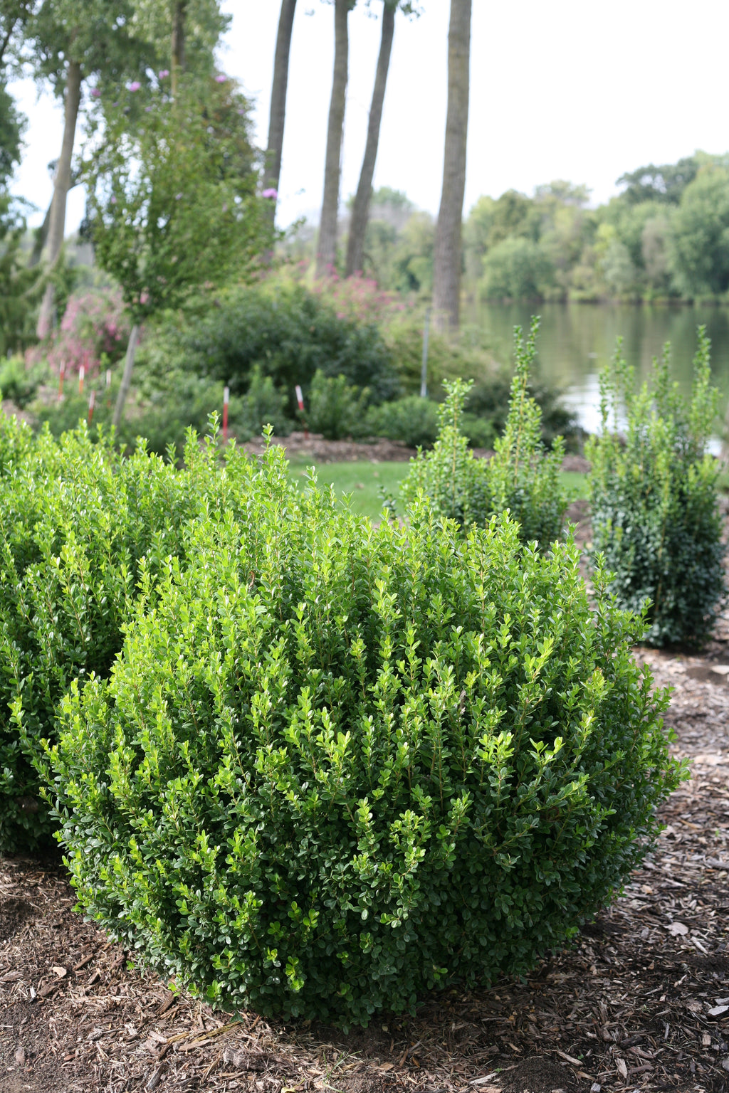 Sprinter Boxwood