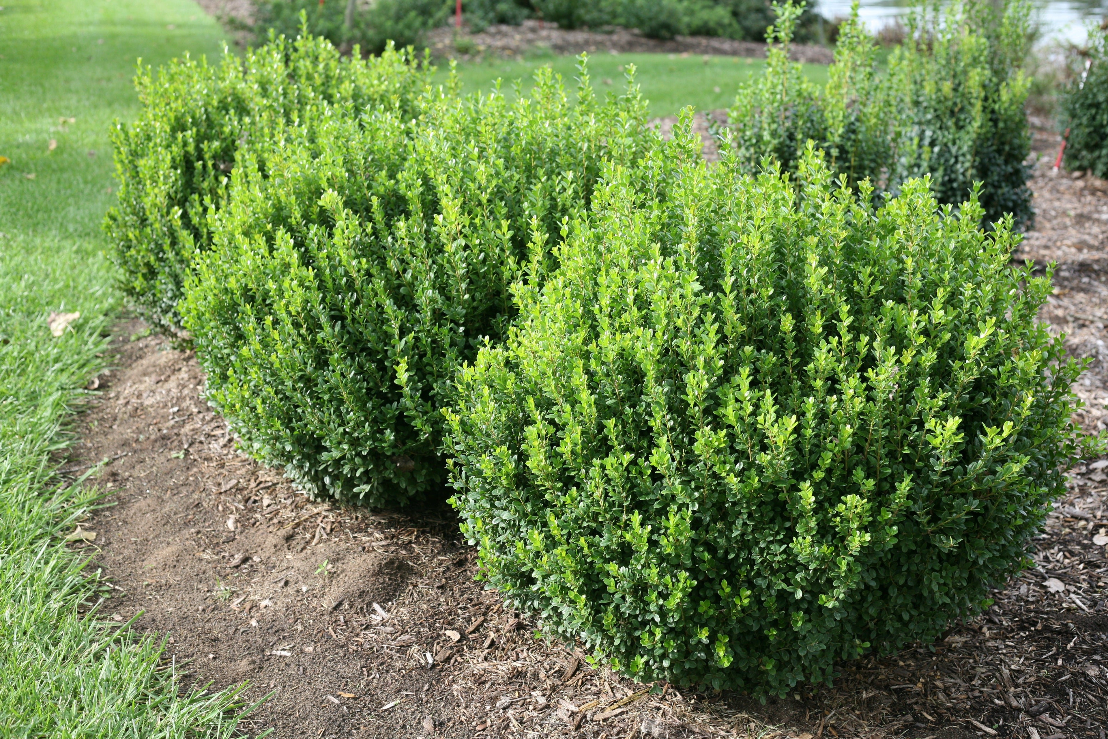 Sprinter Boxwood