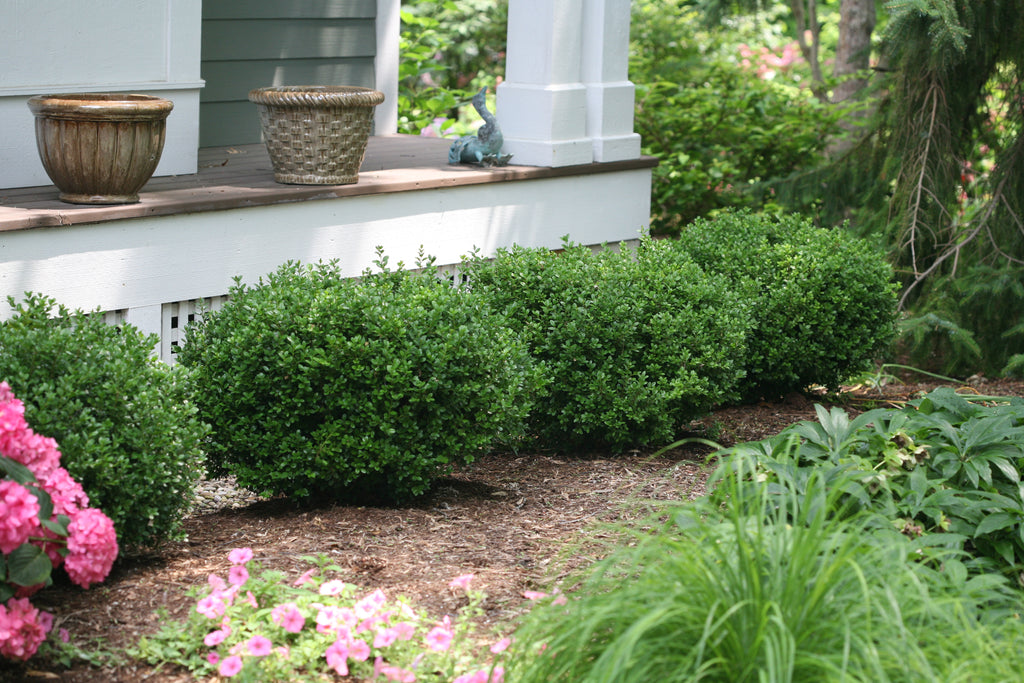 Sprinter Boxwood