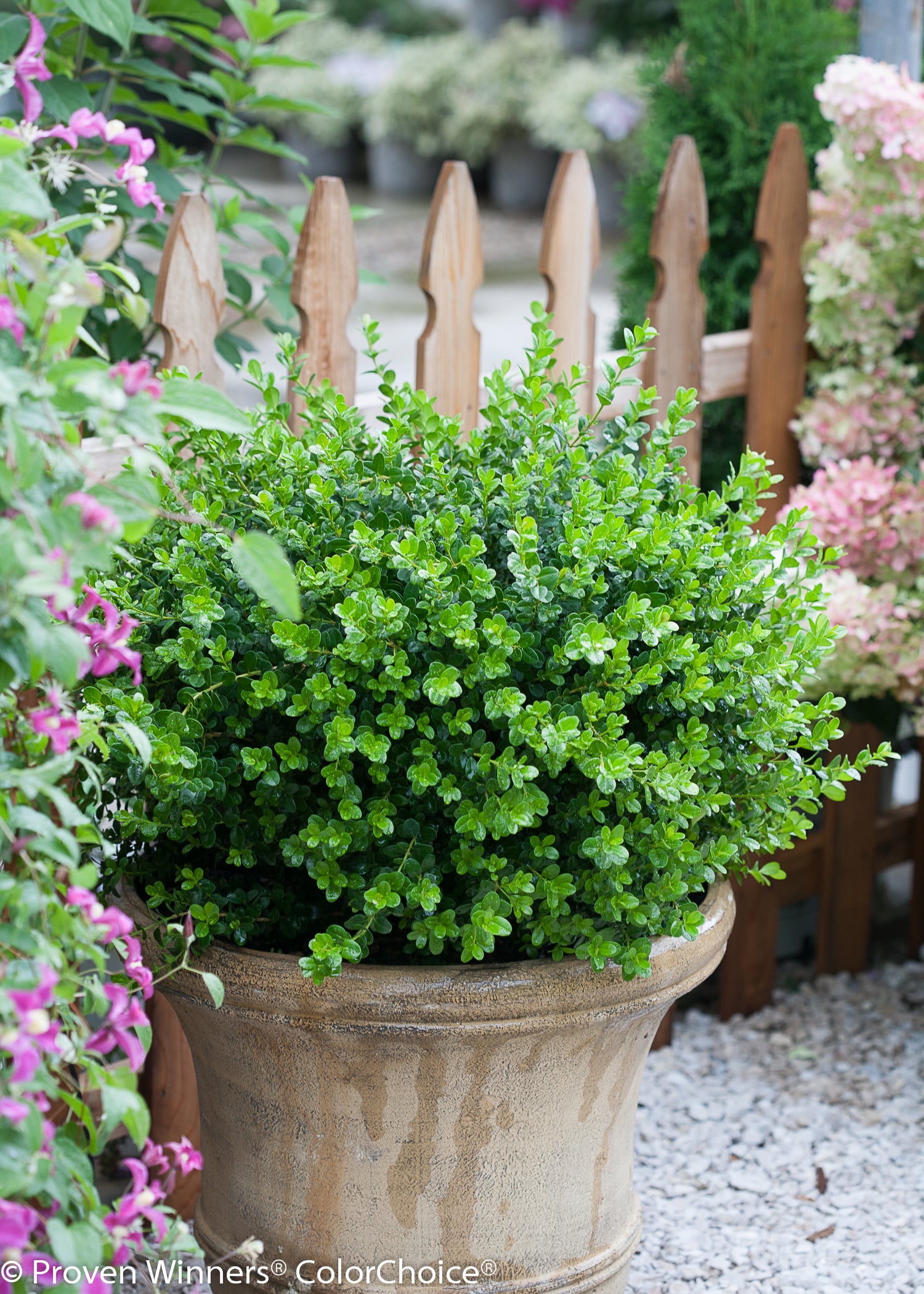 Sprinter Boxwood