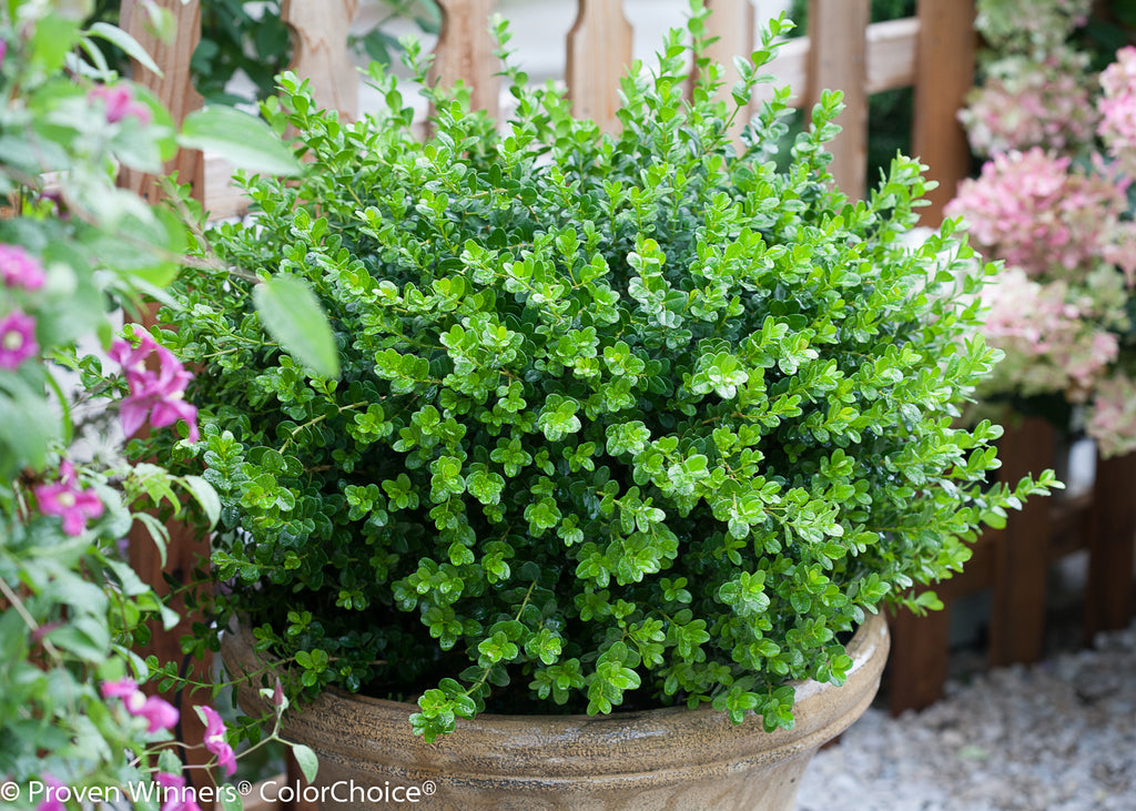 Sprinter Boxwood