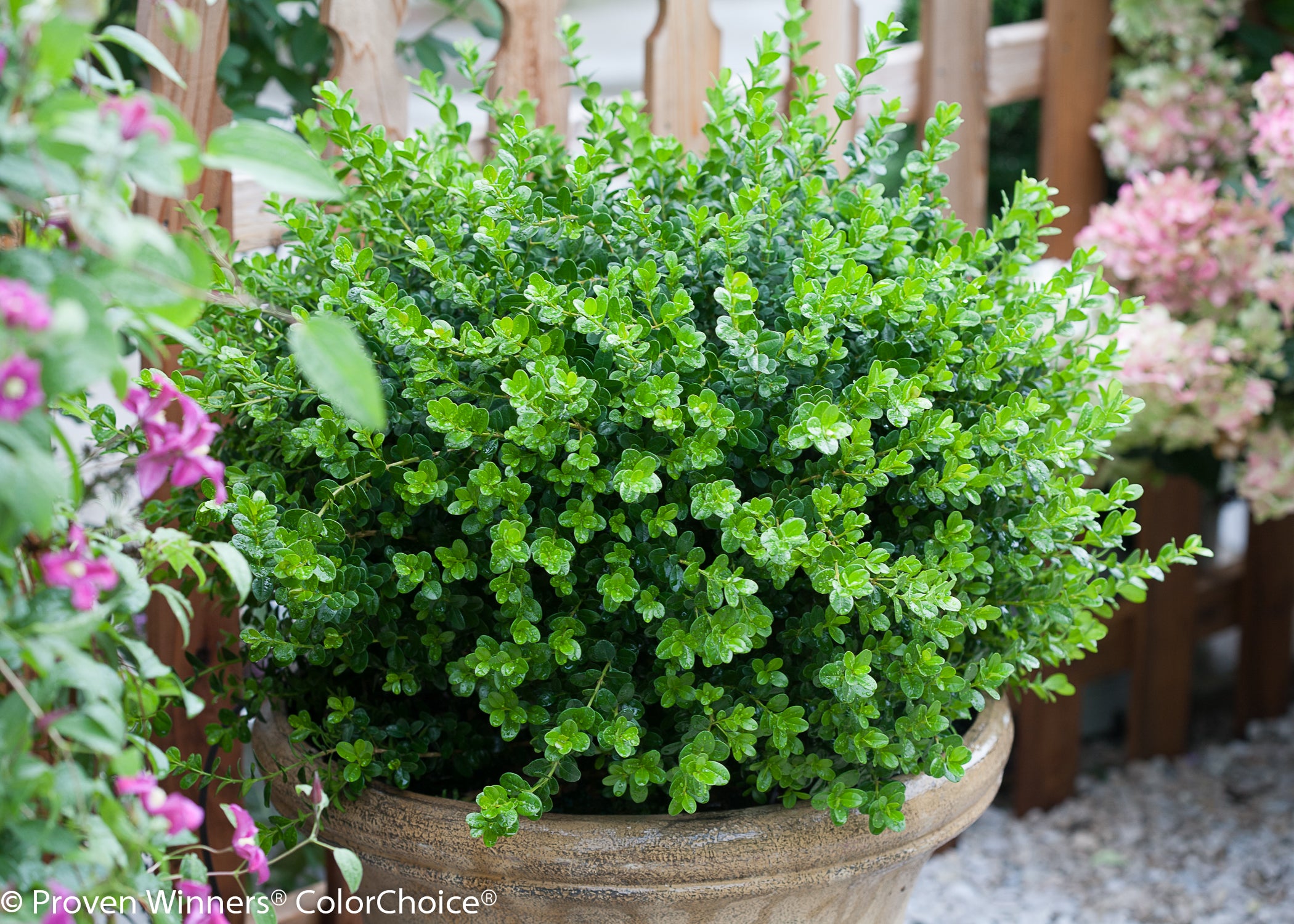 Sprinter Boxwood