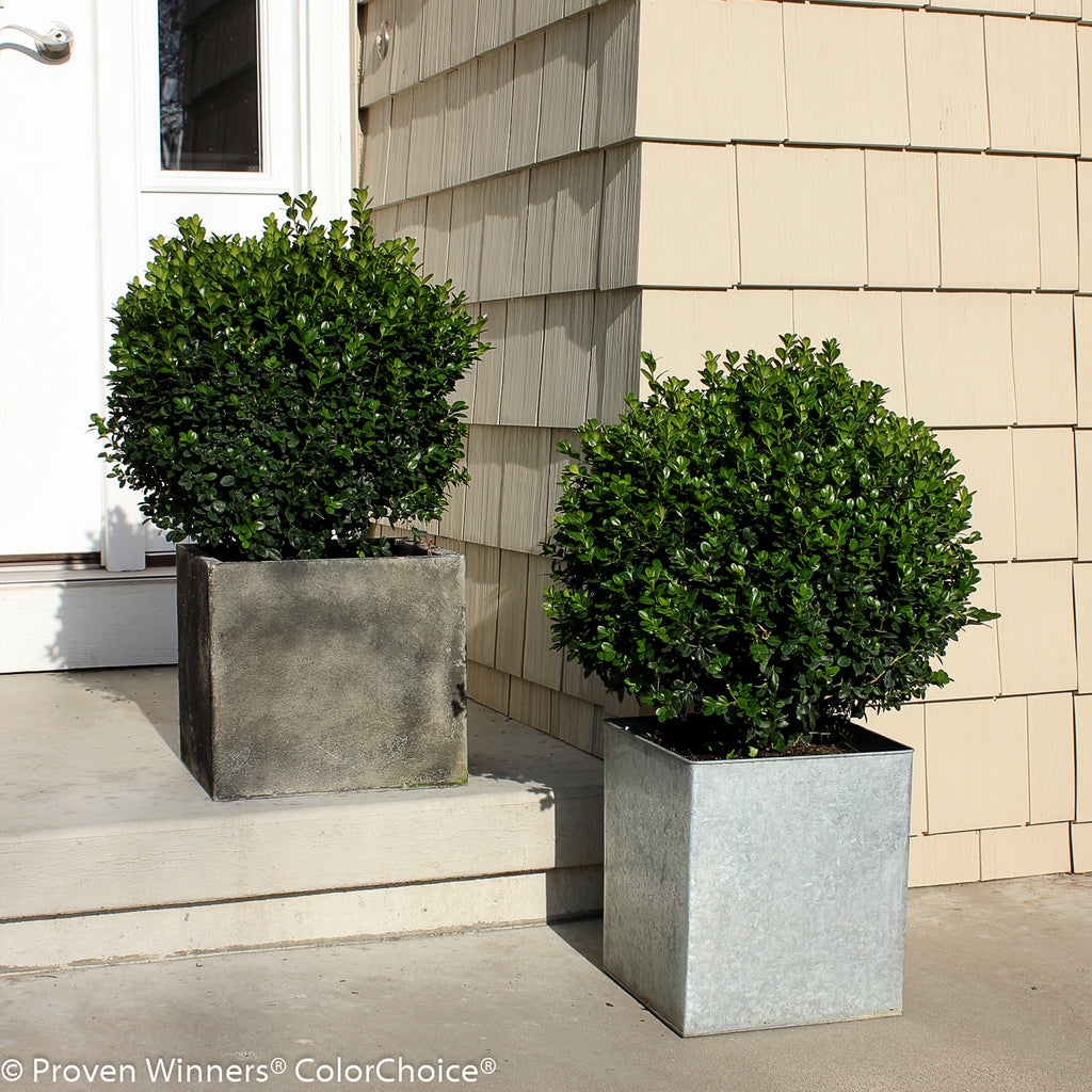 Sprinter Boxwood