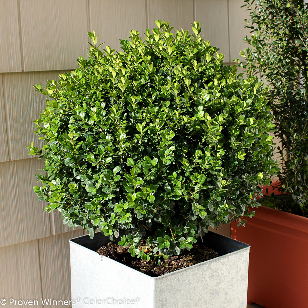 Sprinter Boxwood